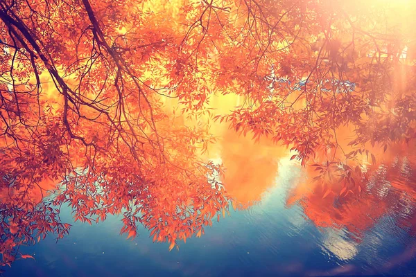 美しい秋の森の風景です 公園で黄色の森と木と葉 月風景 — ストック写真