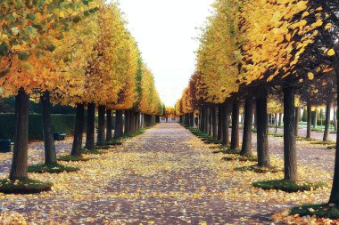 Peterhof sonbahar manzara / sonbahar sonbahar sezon sarı parkta petersburg, park