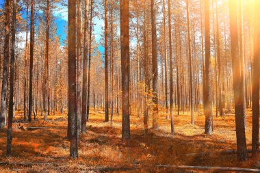 güzel sonbahar orman manzara. Park Orman, ağaç ve yaprak Ekim manzara sarı