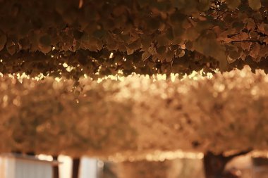 sarı sonbahar orman manzara / sarı yapraklar ormandaki ile güzel ağaçlar Ekim sonbahar, mevsim manzara peyzaj