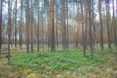 güzel çam ormanı. Tayga, orman, yaz manzara arka plan