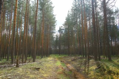 güzel çam ormanı. Tayga, orman, yaz manzara arka plan