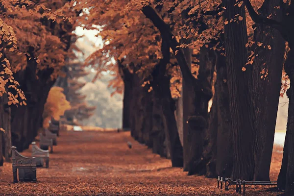 Landschap Herfst Park Bomen Met Gele Bladeren — Stockfoto