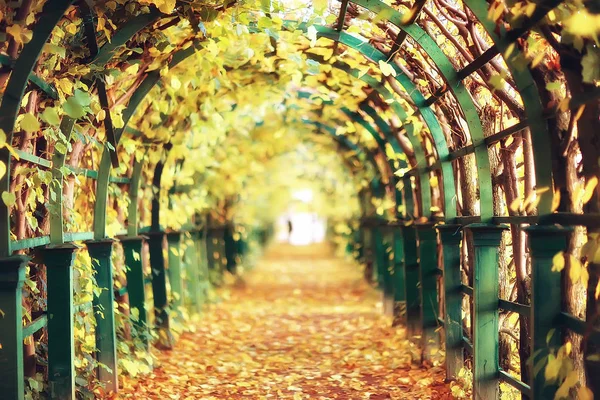 Outono Paisagem Parque Peterhof Outono Petersburg Outono Temporada Parque Amarelo — Fotografia de Stock