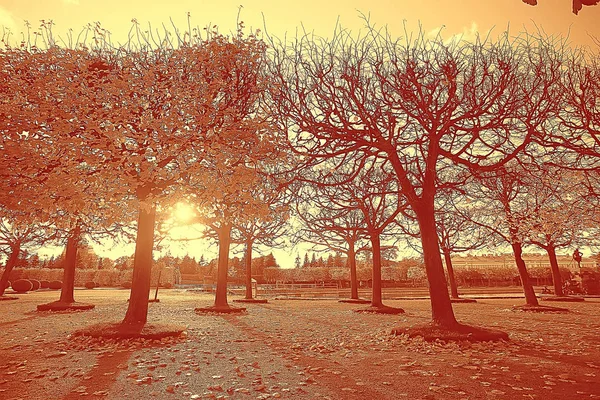 세피아입니다 공원에서 나무와 공원에서 골목의 이미지 흑인과 포스터 오렌지 풍경이을 — 스톡 사진