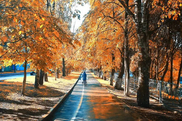 美丽的秋天森林风景 黄色森林 树和叶子10月风景在公园里 — 图库照片