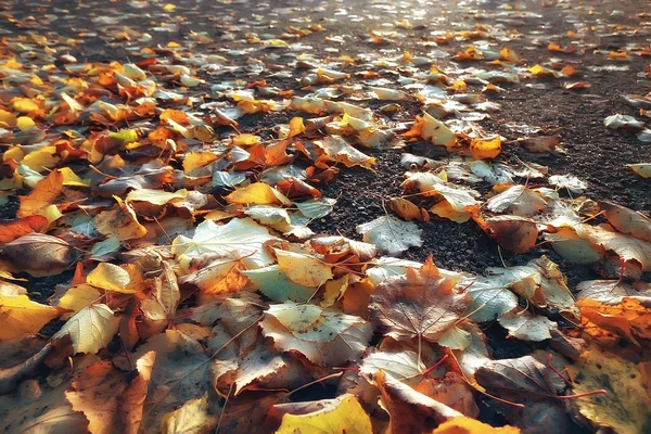 Fallen yellow leaves background / Blurred yellow autumn background with leaves on the ground, Indian summer, October leaves