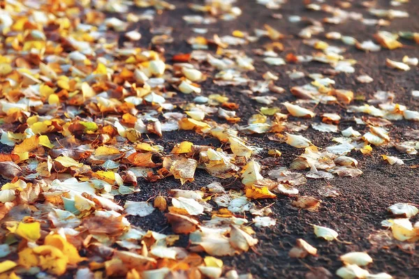 黄色の葉のバック グラウンドに落ちて インドの夏 月葉の葉と黄色の秋背景がぼやけ — ストック写真