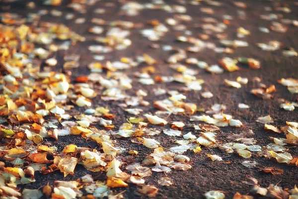 Fallen yellow leaves background / Blurred yellow autumn background with leaves on the ground, Indian summer, October leaves