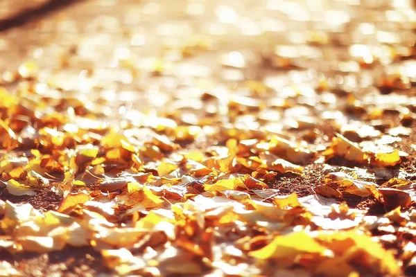 Fallen yellow leaves background / Blurred yellow autumn background with leaves on the ground, Indian summer, October leaves