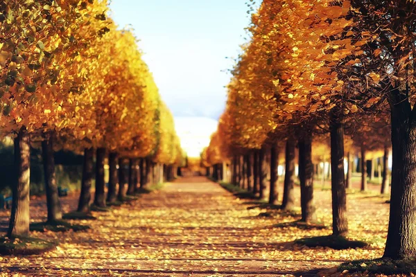 ペテルゴフの秋の風景 秋の公園 サンクトペテルブルクに黄色の公園で秋のシーズン — ストック写真