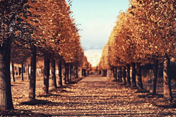 月風景 公園の秋イエロー 月の木 秋の風景の路地 — ストック写真