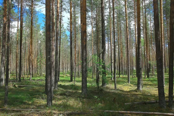 Mooi Dennenbos Taiga Oerwoud Zomer Landschap Achtergrond — Stockfoto