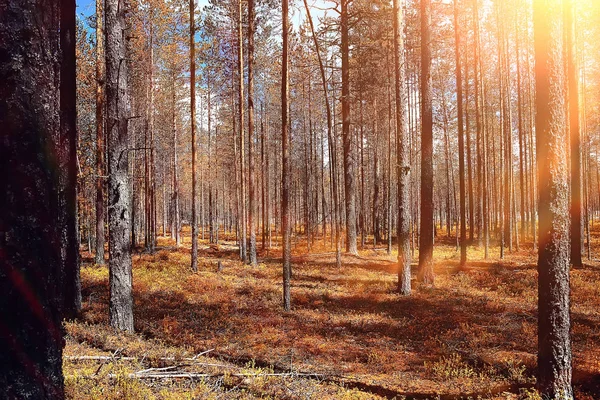 Krásná Podzimní Lesní Krajina Žluté Les Stromy Listy Říjen Krajina — Stock fotografie