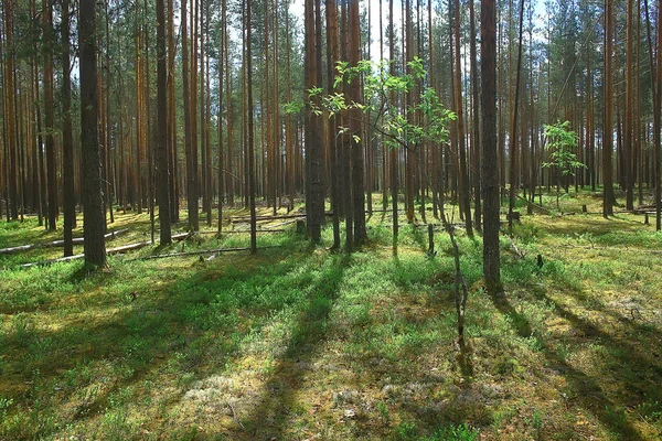 Schöner Kiefernwald Taiga Urwald Sommer Landschaft Hintergrund — Stockfoto