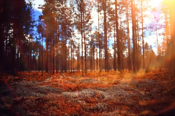 Beautiful Autumn Forest Landscape Yellow Forest Trees Leaves October Landscape — Stock Photo, Image