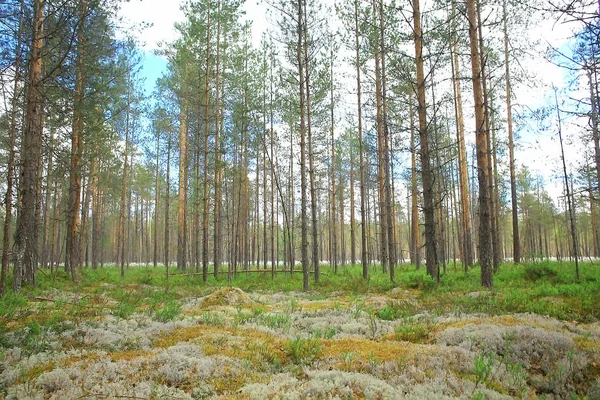 Güzel Çam Ormanı Tayga Orman Yaz Manzara Arka Plan — Stok fotoğraf