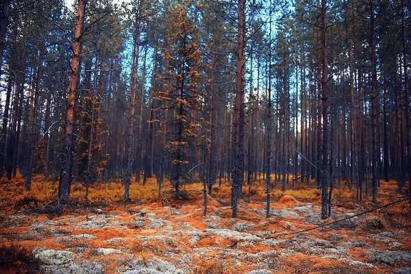 Beautiful Autumn Forest Landscape Yellow Forest Trees Leaves October Landscape — Stock Photo, Image