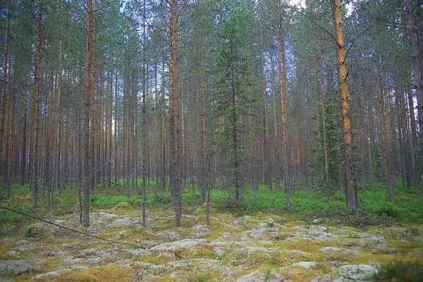 Schöner Kiefernwald Taiga Urwald Sommer Landschaft Hintergrund — Stockfoto