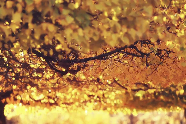 Piękny Krajobraz Jesienny Żółte Drzewa Jesień Park Jasny Pomarańczowy Las — Zdjęcie stockowe