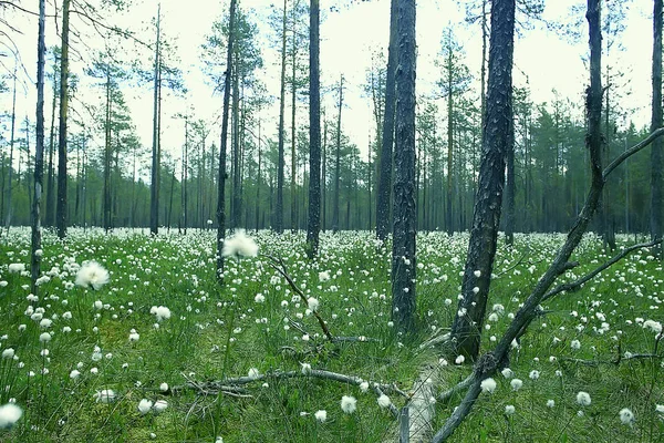 Pięknym Sosnowym Lesie Tajga Dziewiczego Lasu Krajobraz Lato Tle — Zdjęcie stockowe