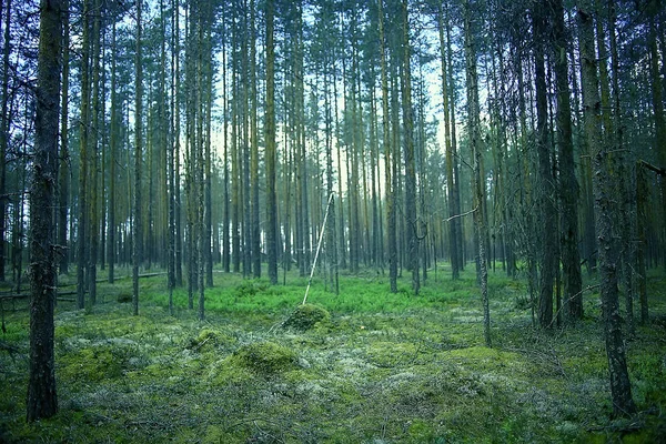 美しい松林です 原生林 夏の風景の背景 — ストック写真