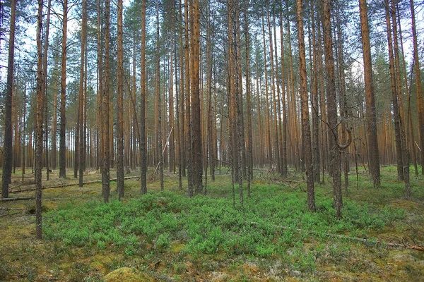소나무 숲입니다 타이가 — 스톡 사진