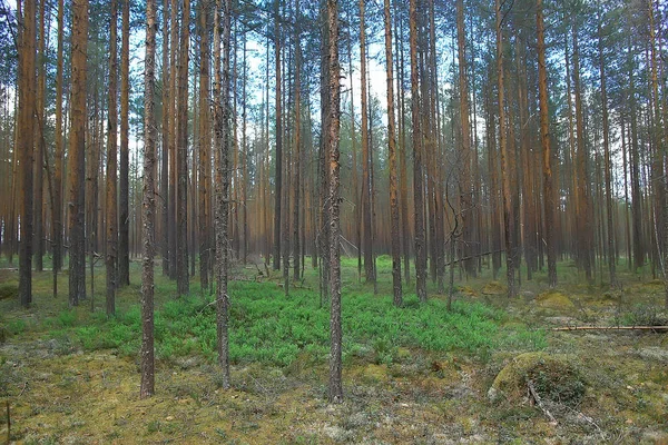 Krásný Borový Les Tajga Prales Letní Krajina Pozadí — Stock fotografie