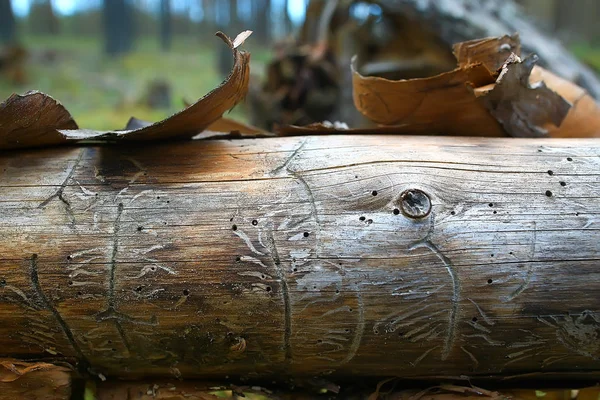 Belle Forêt Pins Taïga Forêt Vierge Paysage Été — Photo