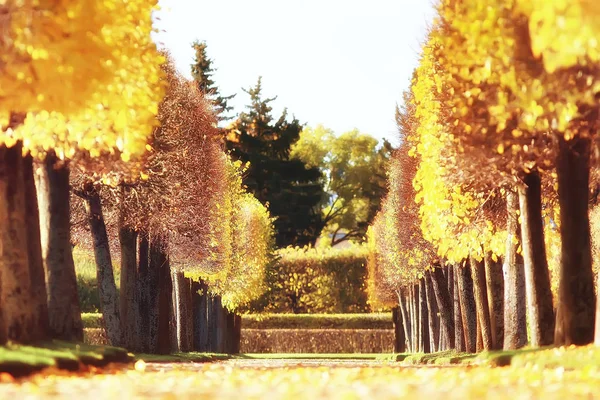 Hermoso Paisaje Otoño Árboles Amarillos Parque Otoño Bosque Naranja Brillante —  Fotos de Stock