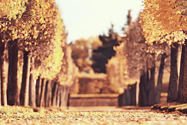 公園で秋の路地 都市公園で秋の散歩は週末だけ 木と黄色の葉と枝の間で穏やかな 秋の新鮮さの概念 — ストック写真