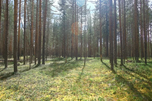 Mooi Dennenbos Taiga Oerwoud Zomer Landschap Achtergrond — Stockfoto