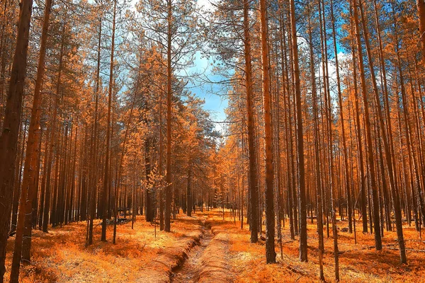 Hermoso Paisaje Del Bosque Otoño Bosque Amarillo Árboles Hojas Octubre — Foto de Stock