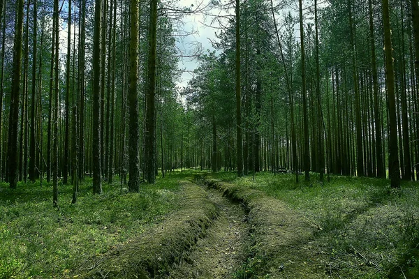 Belle Forêt Pins Taïga Forêt Vierge Paysage Été — Photo