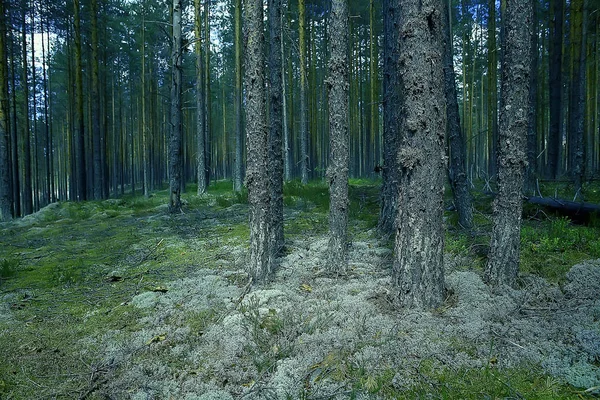 Schöner Kiefernwald Taiga Urwald Sommer Landschaft Hintergrund — Stockfoto