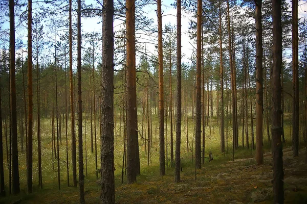 Beautiful Autumn Forest Landscape Yellow Forest Trees Leaves October Landscape — Stock Photo, Image