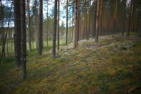 Krásný Borový Les Tajga Prales Letní Krajina Pozadí — Stock fotografie