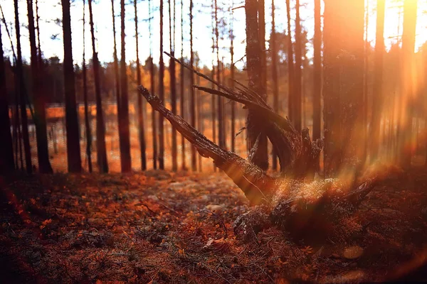 Bellissimo Paesaggio Forestale Autunnale Foresta Gialla Alberi Foglie Paesaggio Ottobre — Foto Stock