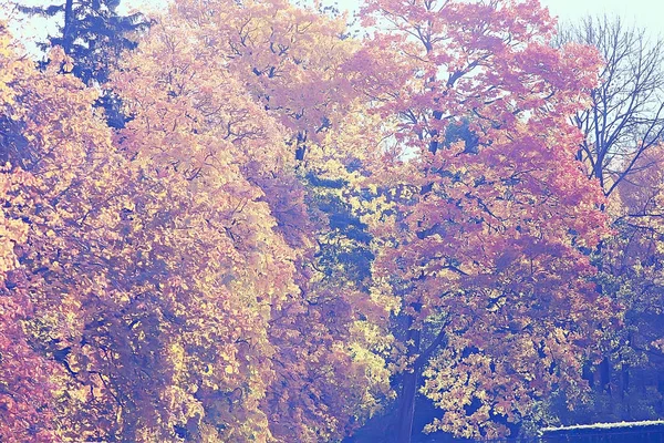 Amarelo Outono Floresta Paisagem Belas Árvores Com Folhas Amarelas Floresta — Fotografia de Stock