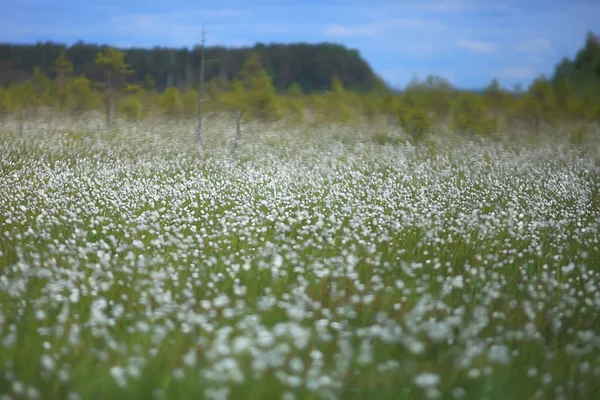 Amazing Summer Tundra Landscape Green Moss Ecosystem — Stock Photo, Image