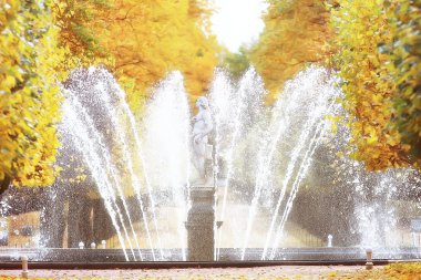 Peterhof sonbahar manzara / sonbahar sonbahar sezon sarı parkta petersburg, park