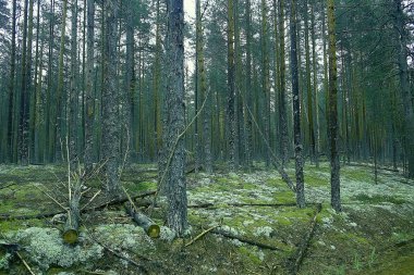 güzel çam ormanı. Tayga, orman, yaz manzara arka plan