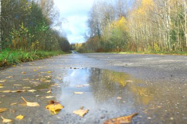 güzel sonbahar orman manzara. Park Orman, ağaç ve yaprak Ekim manzara sarı