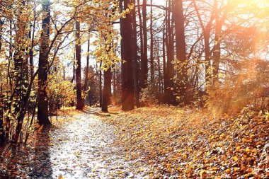 güzel sonbahar orman manzara. Park Orman, ağaç ve yaprak Ekim manzara sarı