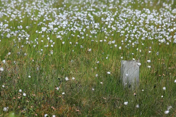 Amazing Summer Tundra Landscape Green Moss Ecosystem — Stock Photo, Image