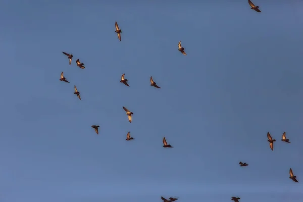 Flock Birds Flying Blue Sky — Stock Photo, Image