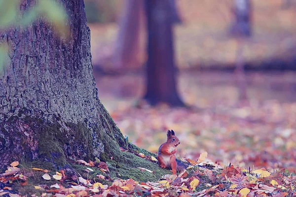 Eichhörnchen Herbst Herbst Eichhörnchen Porträt Gelber Park Mit Abgefallenen Blättern — Stockfoto