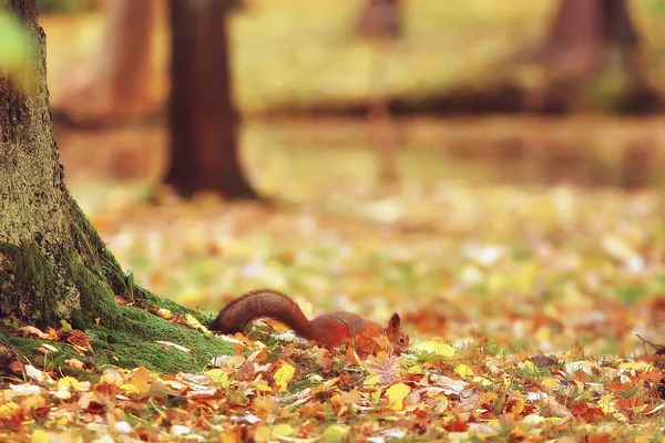 Mókus Mókus Sárga Park Lehullott Levelek Koncepció Őszi Természet Felkészülés — Stock Fotó