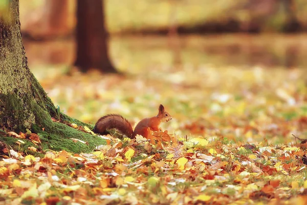 Eichhörnchen Herbst Herbst Eichhörnchen Porträt Gelber Park Mit Abgefallenen Blättern — Stockfoto