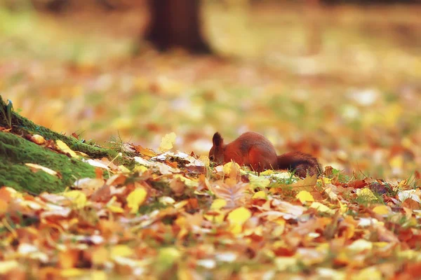 落ち葉で黄色の公園 秋自然準備 コンセプトの秋 秋の肖像画で赤毛の森の中の小さな獣 — ストック写真